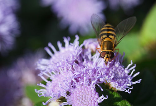 Abeille sur fleurs d'ageratum