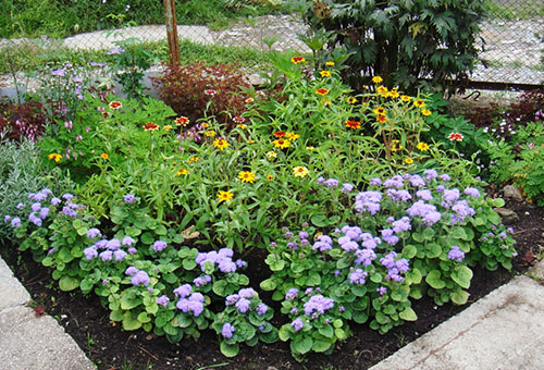 Parterre de fleurs avec ageratum