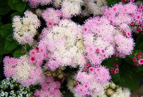 Ageratum trắng và hồng