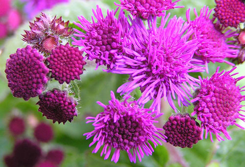 Ageratum violet