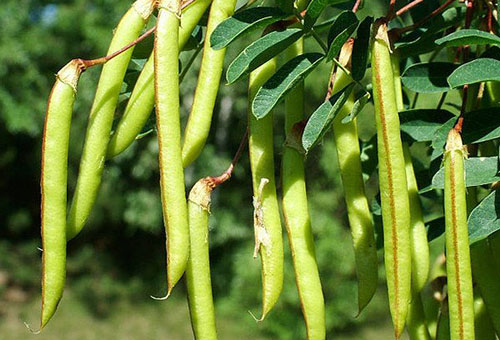 Gousses d'acacia jaune