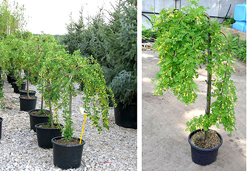 Acacia jaune en pots