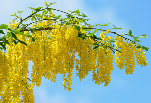 Caragana en fleurs