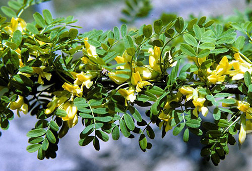 Branche d'acacia jaune