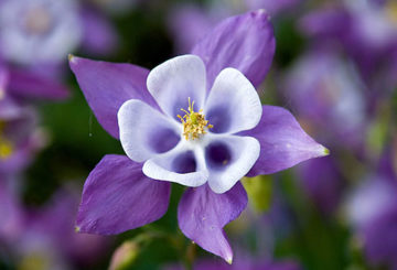 Aquilegia với cánh hoa tím