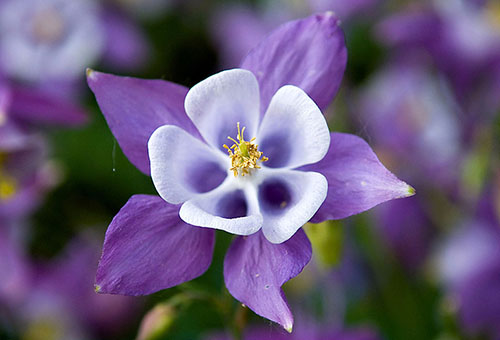 Aquilegia với cánh hoa tím