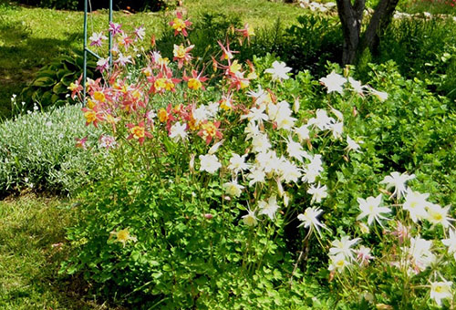 Parterre de fleurs avec aquilegia