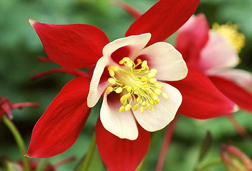 Aquilegia rouge et blanc