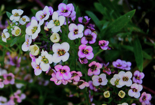 Hoa alyssum với các sắc thái khác nhau