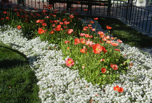 Alyssum sur un parterre de fleurs