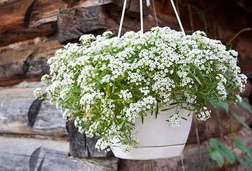 Alyssum en pots