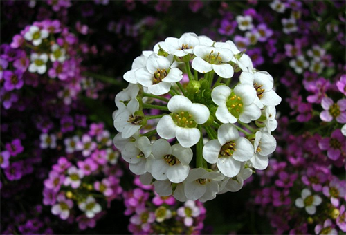 Inflorescence d'Alyssum