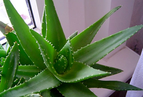 Aloe sur le rebord de la fenêtre