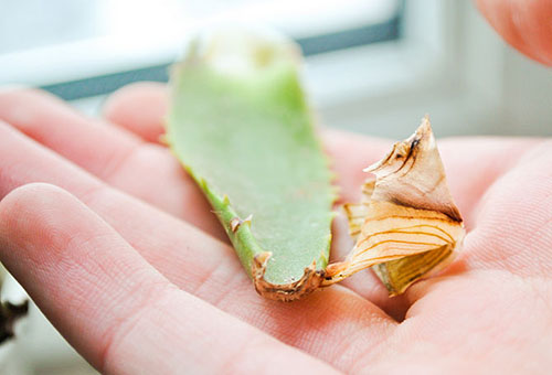 Aloe leaf