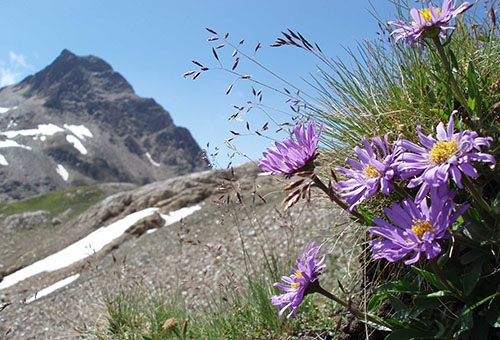 Aster alpin sauvage