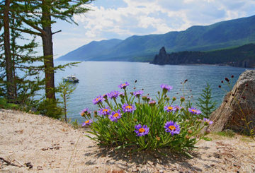 Aster Alpine trên bờ Baikal