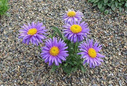 Alpine aster