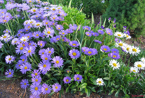 Aster alpin de deux types