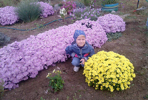 La croissance des asters alpins