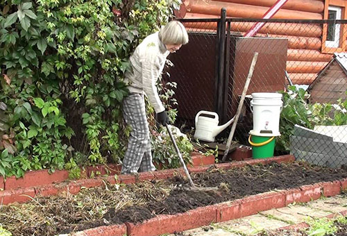 Préparation d'un parterre de fleurs pour la plantation d'alstroémères