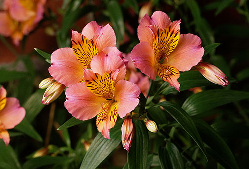 Hoa alstroemeria