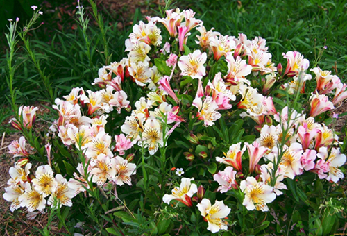 Bụi cây Alstroemeria