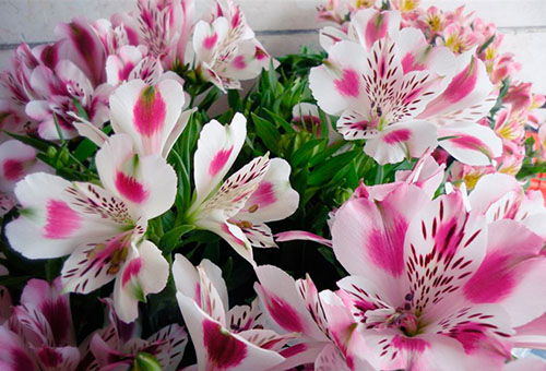 Alstroemeria