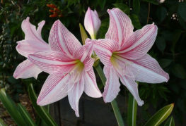 Amaryllis blanche à rayures roses