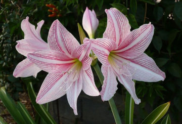 Vita amaryllis med rosa ränder