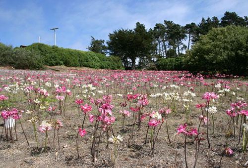 Amaryllis en plein champ