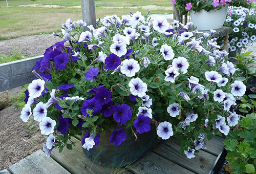 Parterre de fleurs avec pétunia ampéleux