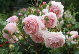 Roses anglaises