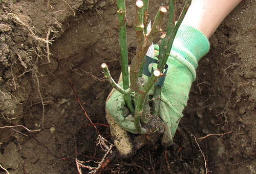 Planter une rose anglaise