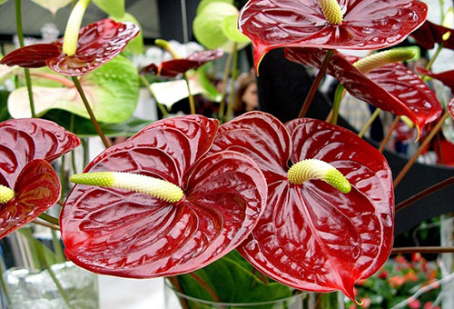 Anthurium blommor