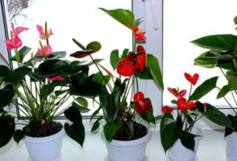 Anthuriums en fleurs sur le rebord de la fenêtre