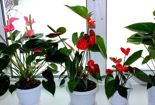 Blommande anthuriums i fönsterbrädan