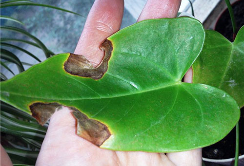 Feuille d'Anthurium endommagée