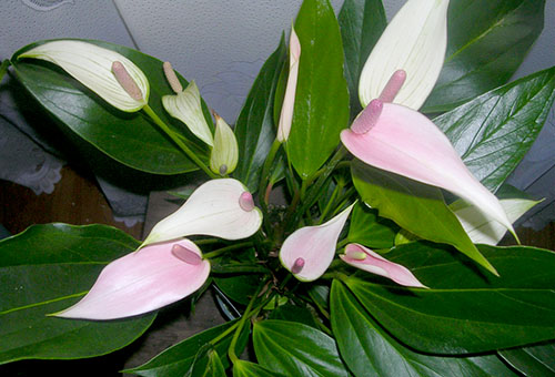 Vit-rosa anthurium