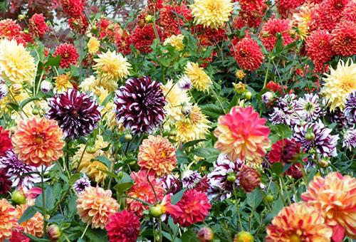 Asters de différentes variétés