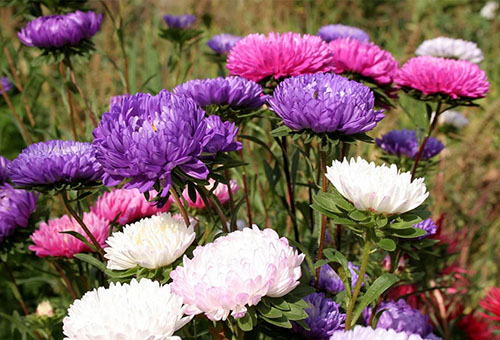 Asters en fleurs