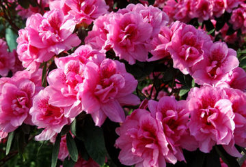 Blommande azalea