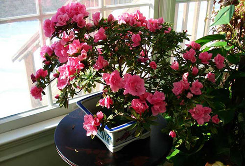 Azalée en fleurs dans l'appartement