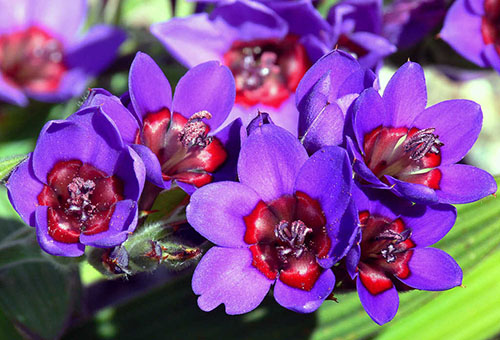 Fleurs de Babiana