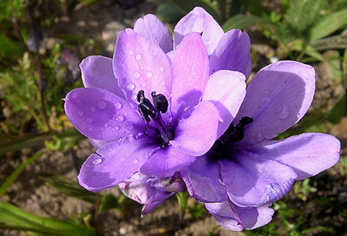 Inflorescence Babiana