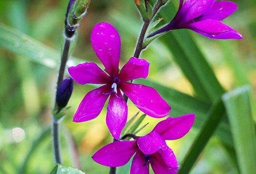 Fleurs violettes de Babiana