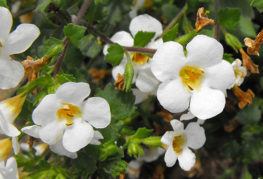 Fleurs de bacopa