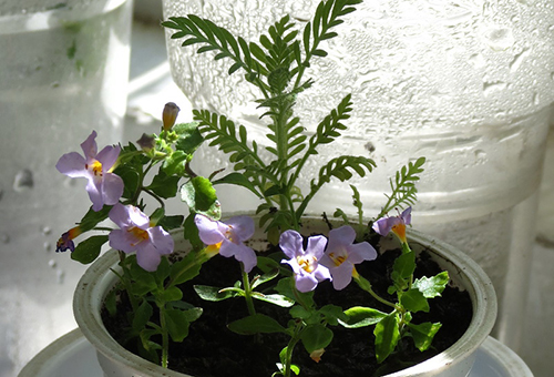 Couper la propagation de la bacopa