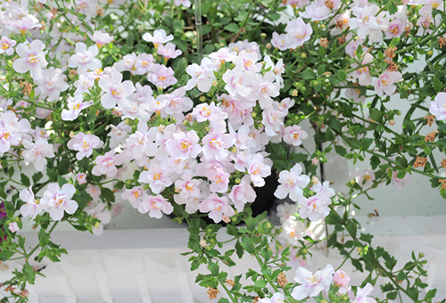 Bacopa en fleurs