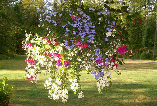 Différentes variétés de bacopa