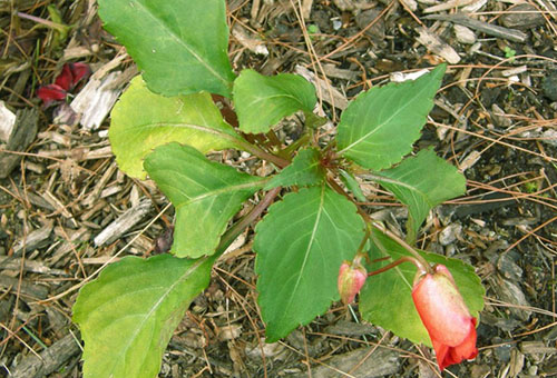 Lá balsam chuyển sang màu vàng